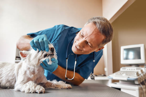 Best Weekend Emergency Dental Services in Wayne, MI